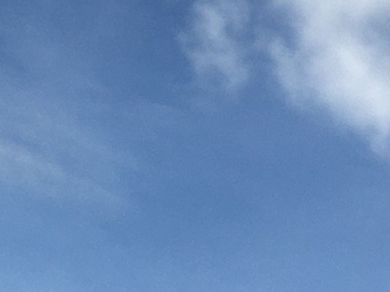 加勒比海海底高原：被忽视的“海洋绿洲”及生物多样性知识普及