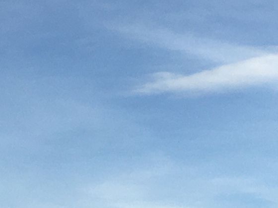 从蠕虫到昆虫：解析无脊椎动物如何占据地球生物多样性主体