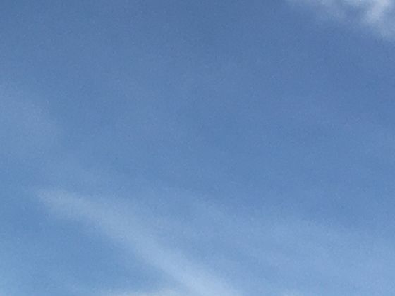 并非“冷血无情”，豹纹守宫的互动行为颠覆你对爬行动物的传统认知