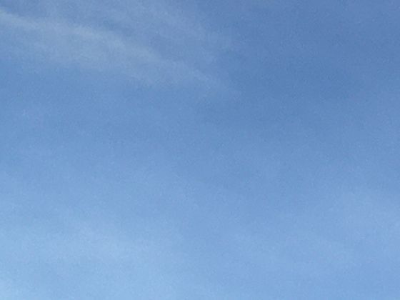 猫咪“踩奶”“呼噜”行为大揭秘：结合动物行为学解读这些动作背后的情感表达