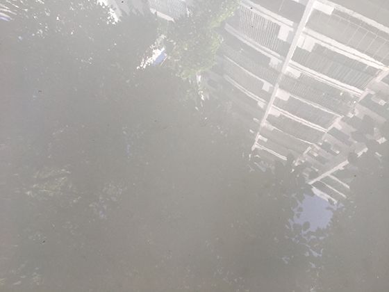 油画与摄影中的鸥鸟：赏析它如何成为艺术作品中灵动的点缀。