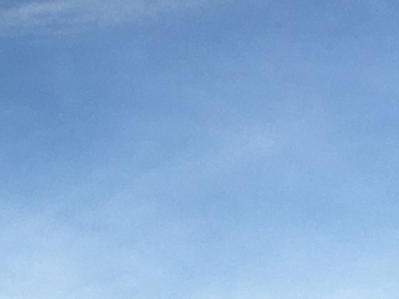 瓜类藤蔓的定向生长：顶端触须如何感知支撑物实现缠绕