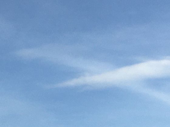 青葙与相似植物的区别：如何准确辨识这种野生植物？