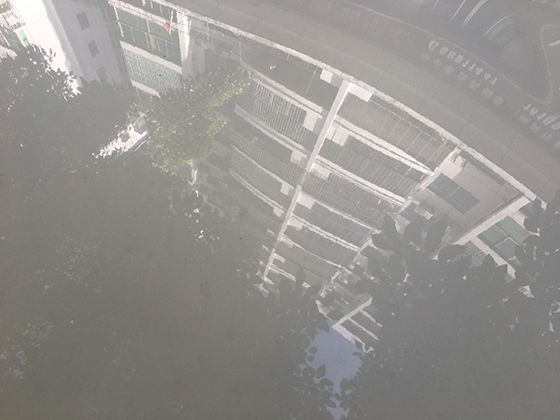 花朵的光合作用：花瓣中的叶绿体如何参与能量制造