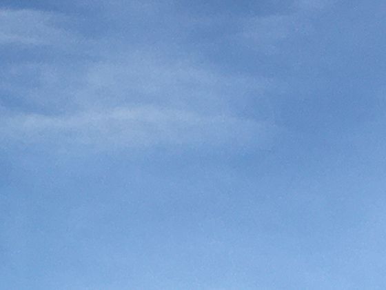 雨林土壤并不肥沃？探究其独特而脆弱的养分循环系统。