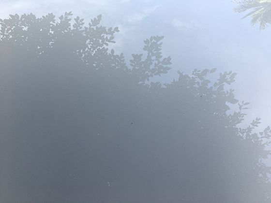 南美草原的“小居民”西䳍：它的生活习性，藏着哪些与其他鸟类的不同？