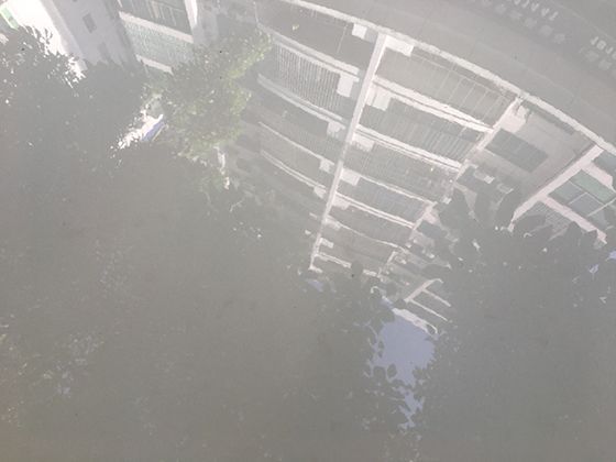 考拉的“味觉偏好”：为何在众多植物中，它们独爱桉树叶的独特滋味