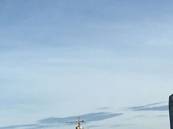 家鹅的起源与演化：它们是如何从古老的鸿雁被人类驯化？